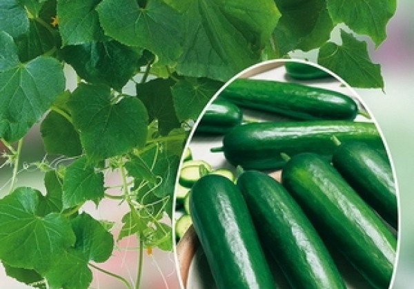 Cucumis sativus Minero (Mini Stars)