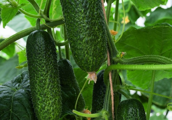Cucumis sativus Conito (Alpaka)