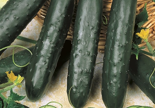 Cucumis sativus Pagira (Kenia)