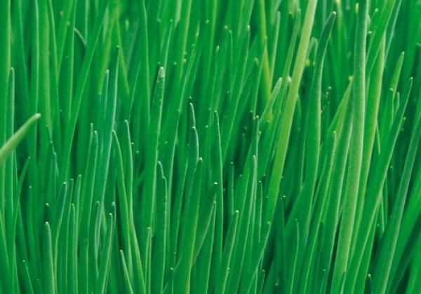 Allium schoenoprasum Alando (Staro)