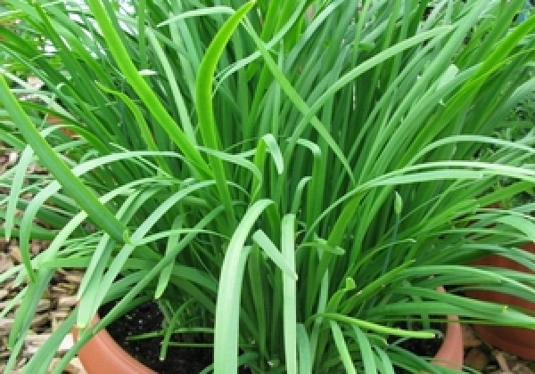 Allium tuberosum Neko