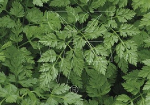 Anthriscus cerefolium Massa