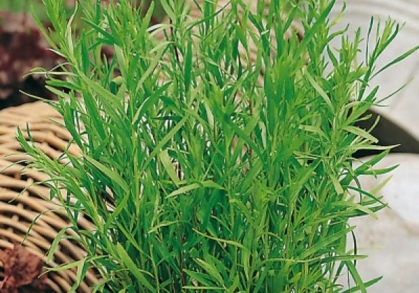 Artemisia dracunculus Pfefferkorn (BIO)