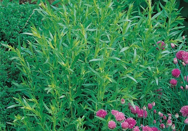 Artemisia dracunculus Vienco (BIO)