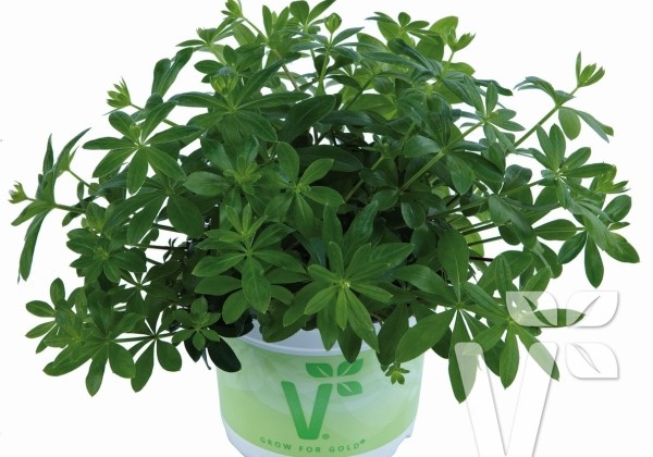 Galium odoratum Sterntaler (BIO)