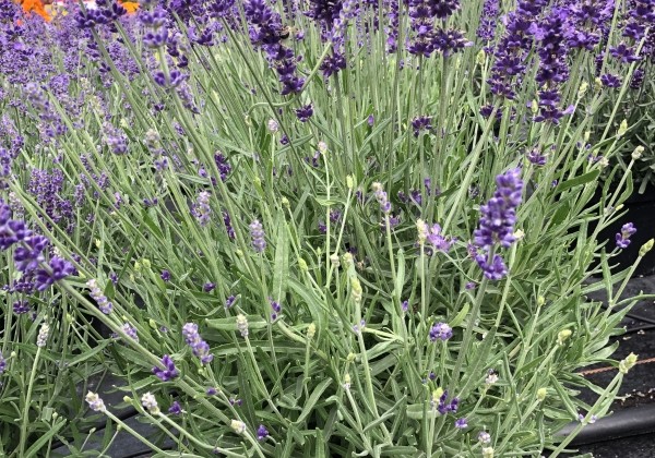 Lavandula angustifolia Impressa (XXL) (BIO)