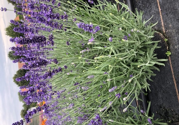 Lavandula angustifolia Impressa (BIO)