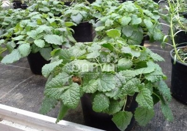 Melissa officinalis Fit (BIO)
