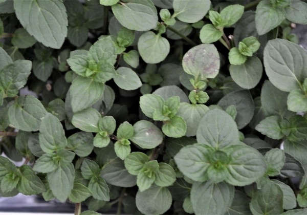 Mentha piperita Black Mitcham (BIO)