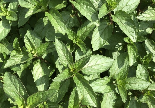 Mentha piperita Chocolate Intense