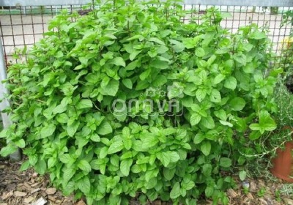 Mentha piperita Granada (BIO)