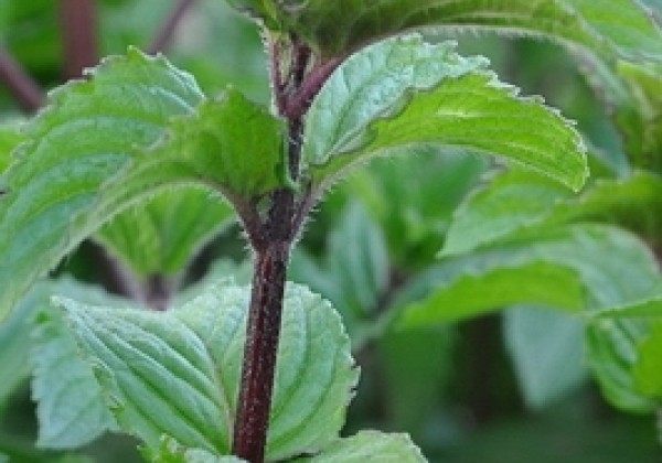 Mentha piperita Multimentha (BIO)