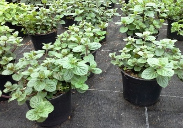 Mentha piperita Multimentha (BIO)