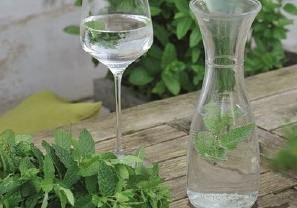 Mentha spicata Casablanca (BIO)