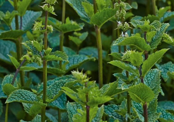 Mentha spicata  Flamenco (BIO)