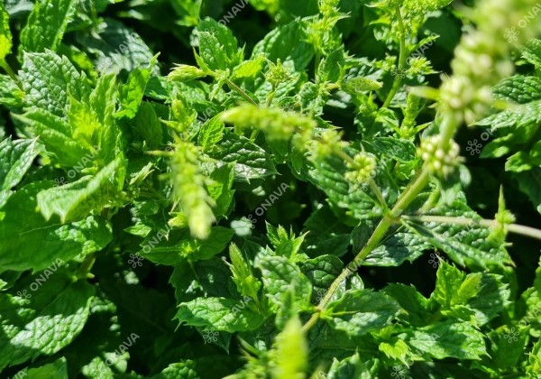 Mentha spicata Marokko (XXL) (BIO)