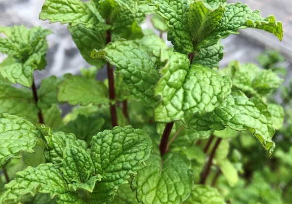 Mentha spicata  Tashkent (BIO)