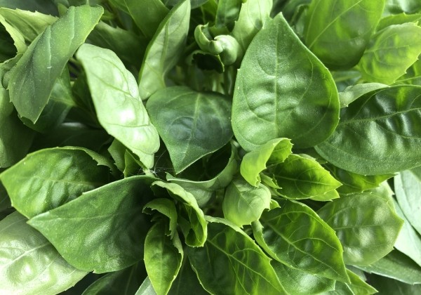 Ocimum basilicum Copa Green (BIO)
