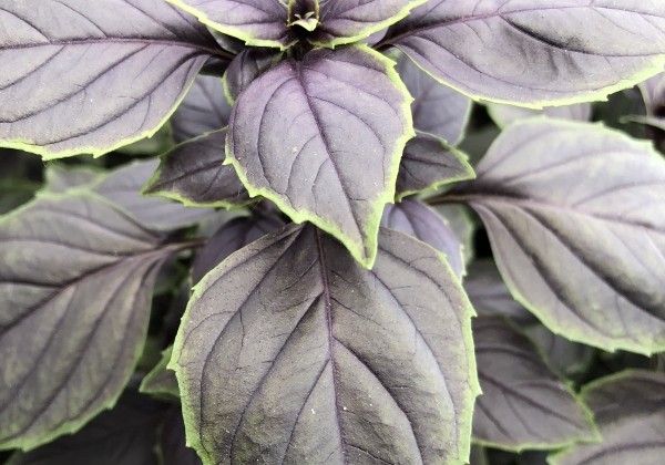 Ocimum basilicum Copa Red-Green Shades  (BIO)