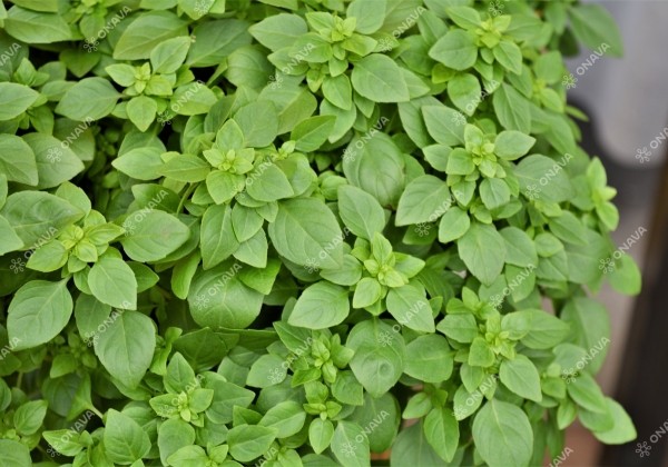 Ocimum basilicum Copa Petite Green  (BIO)