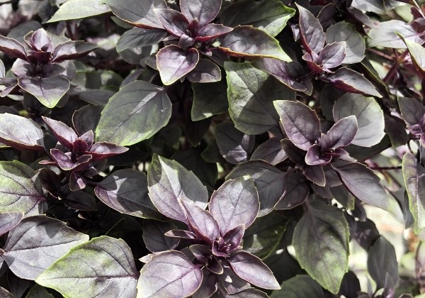 Ocimum basilicum Copa Petite Red  (BIO)