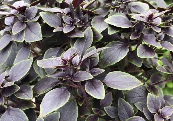 Ocimum basilicum Copa Petite Red-Green Shades