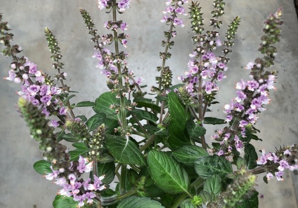 Ocimum basilicum Belmona Pink (BIO)