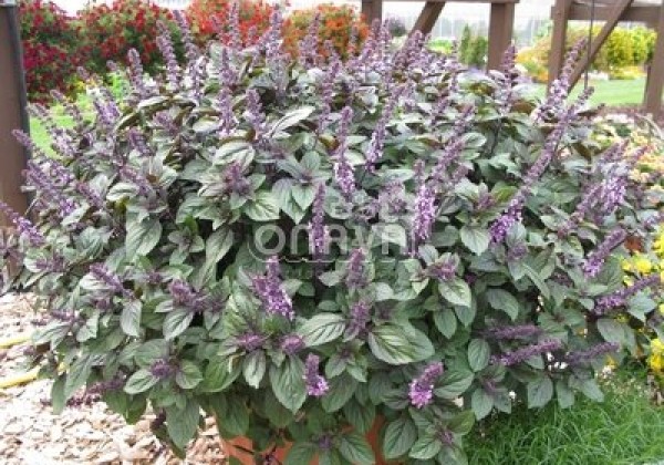Ocimum basilicum Magic Blue (BIO)