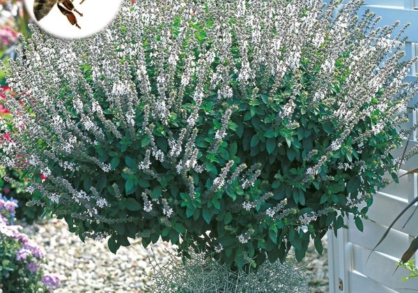 Ocimum basilicum Magic White (BIO)