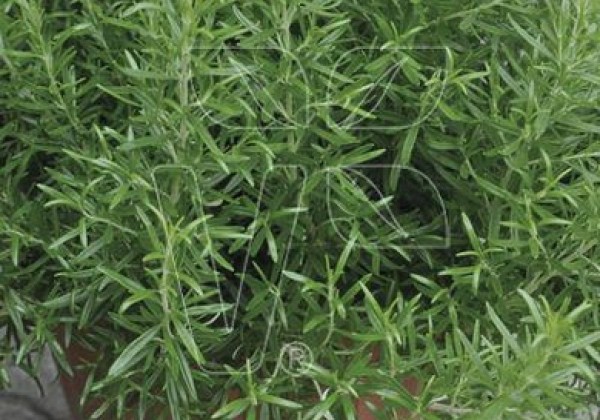 Rosmarinus officinalis Abraxas (XXL) (BIO)
