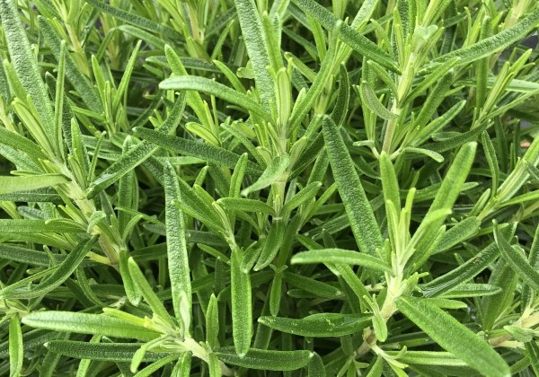 Rosmarinus officinalis  AbraxMaxx (XXL) (BIO)