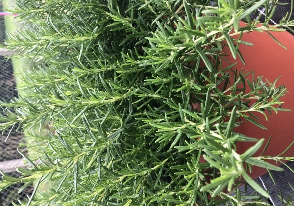 Rosmarinus officinalis Riviera Bush (BIO)(XXL)