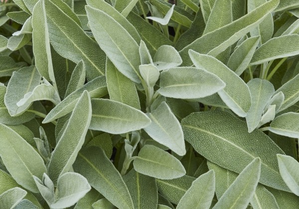 Salvia officinalis Evita Compact (BIO)