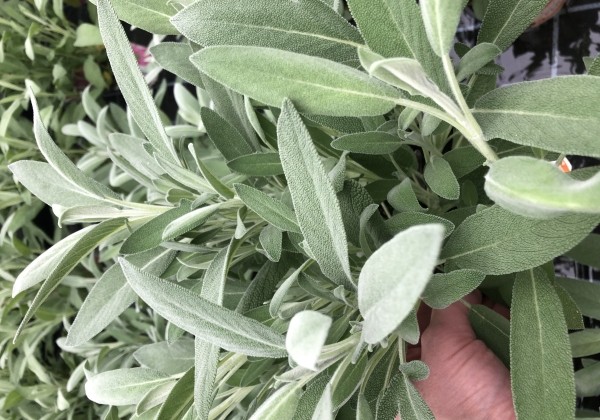 Salvia officinalis Mandala (XXL) (BIO)