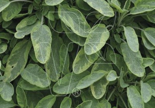 Salvia officinalis Goldblatt (XXL) (BIO)