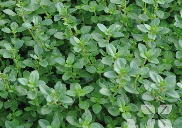 Thymus citriodorus Limone (BIO)
