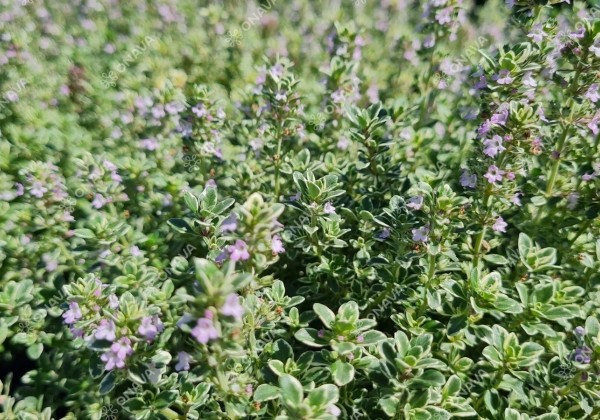 Thymus citriodorus Silver Queen (BIO)