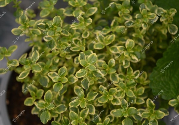 Thymus citriodorus Mystic Lemon (BIO)