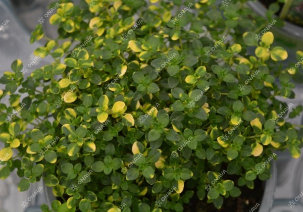 Thymus citriodorus Sambesi (BIO)