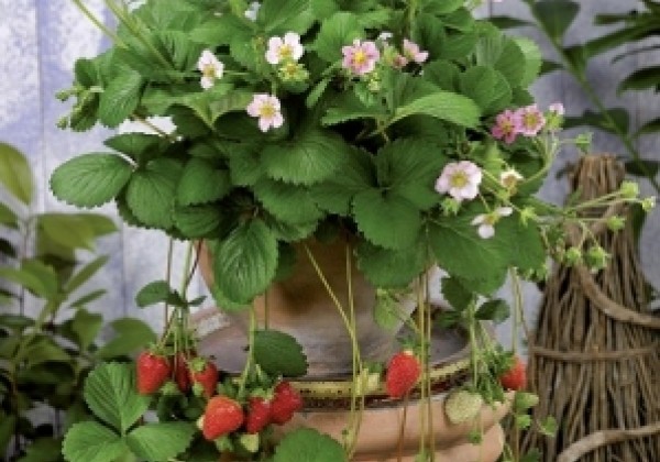 Fragaria ananassa Rosana (Roman)