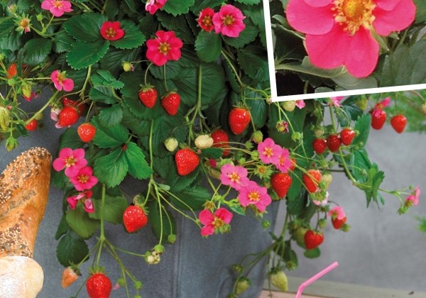 Fragaria ananassa Toscana