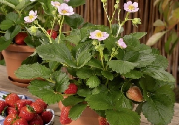 Fragaria ananassa Ariba Pink (Merlan)