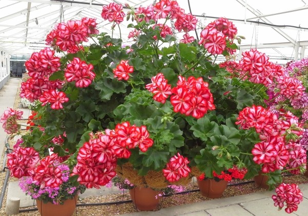 Pelargonium peltatum Mexica Ruby