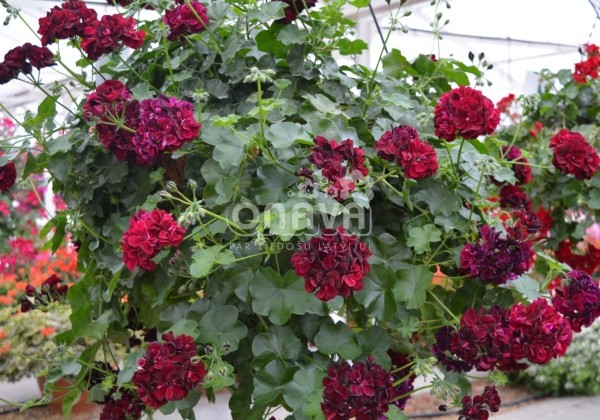 Pelargonium peltatum Tommy