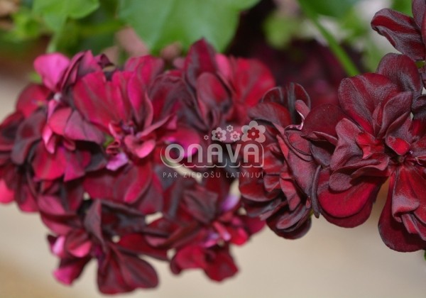 Pelargonium peltatum Tommy
