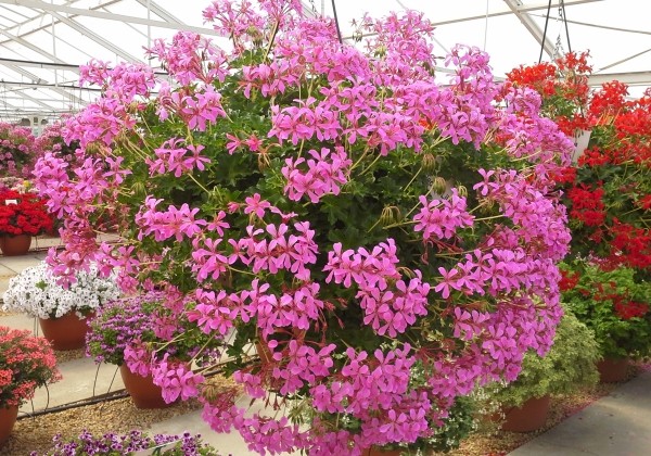 Pelargonium peltatum Decora Lila (2 spr. šūnā)