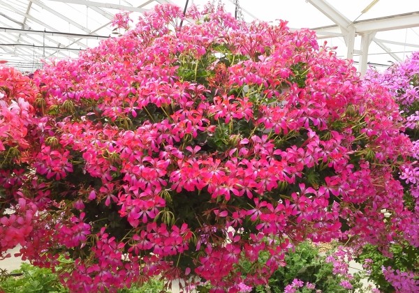 Pelargonium peltatum Decora Bicolor (12cm)