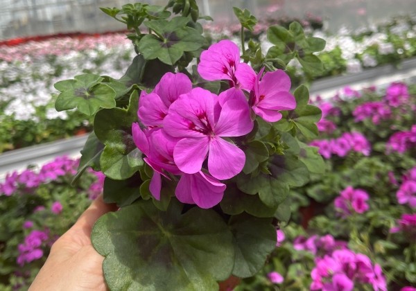 Pelargonium peltatum Happy Face Lilac 24