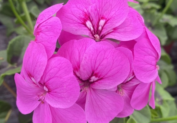 Pelargonium peltatum Happy Face Lilac 24