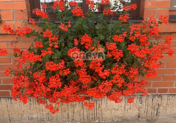 Pelargonium peltatum Ville de Paris Rot